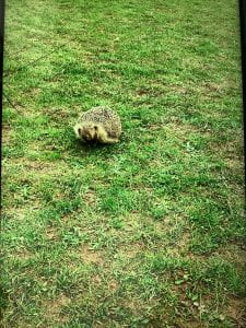 We were delighted to meet this friendly hedgehog on the pitch and take a well earned break from our Communion preparation recently.